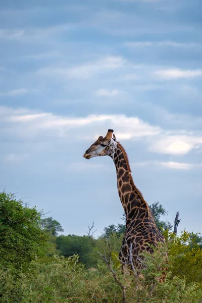Güney Afrika 'da güneş batarken bir Savannah manzarasında zürafa Kruger Ulusal Parkı' nın içindeki Klaserie Özel Doğa Koruma Alanı 'nda. — Stok fotoğraf