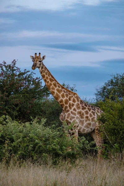 Giraffe at a Savannah landscape during sunset in South Africa at The Klaserie Private Nature Reserve inside the Kruger national park South Africa — Stock Photo, Image