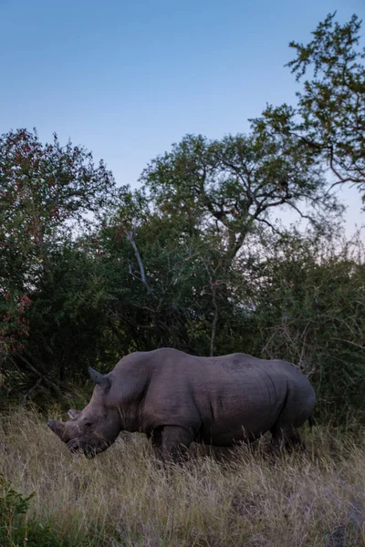 Rinoceronte bianco nel bush di Family of the Blue Canyon Conservancy in Sud Africa vicino al parco nazionale di Kruger, Rinoceronte bianco, Rinoceronte bianco africano selvaggio, Sud Africa — Foto Stock