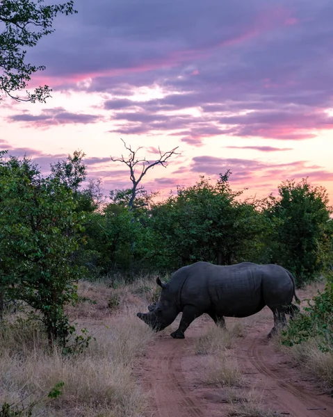Rinoceronte bianco nel bush di Family of the Blue Canyon Conservancy in Sud Africa vicino al parco nazionale di Kruger, Rinoceronte bianco, Rinoceronte bianco africano selvaggio, Sud Africa — Foto Stock