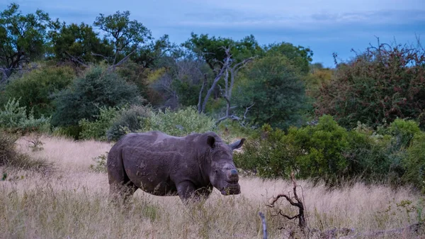 Белый носорог в кустах "Семьи Синего Каньона" в Южной Африке возле национального парка Крюгер, Белый носорог, Дикий африканский белый носорог, Южная Африка — стоковое фото