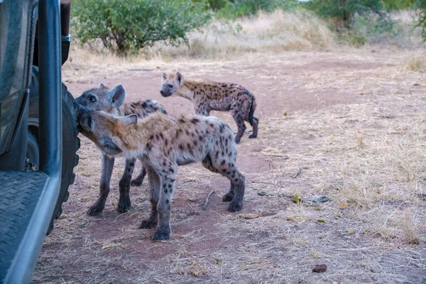 Hiena joven en el parque nacional Kruger Sudáfrica, familia Hyena en Sudáfrica — Foto de Stock