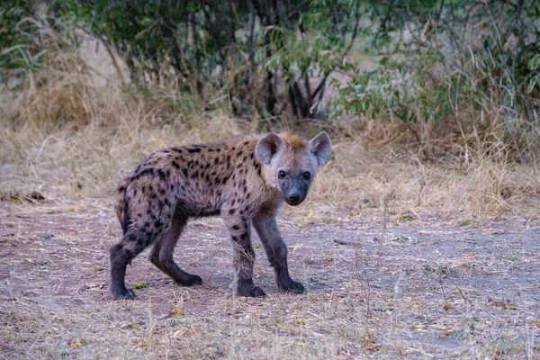 Jonge hyena in Kruger nationaal park Zuid-Afrika, Hyena familie in Zuid-Afrika — Stockfoto