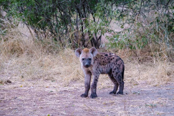 Jonge hyena in Kruger nationaal park Zuid-Afrika, Hyena familie in Zuid-Afrika — Stockfoto