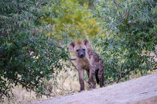 Hiena joven en el parque nacional Kruger Sudáfrica, familia Hyena en Sudáfrica — Foto de Stock
