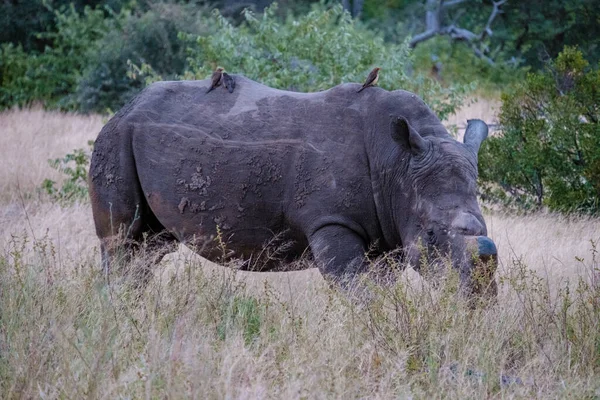 Rinoceronte bianco nel bush di Family of the Blue Canyon Conservancy in Sud Africa vicino al parco nazionale di Kruger, Rinoceronte bianco, Rinoceronte bianco africano selvaggio, Sud Africa — Foto Stock