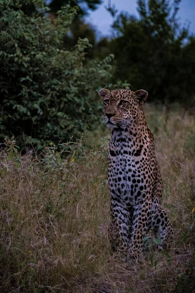 Leopar günbatımında Klaserie 'de Özel Doğa Koruma Alanı' nda SOut Africa 'daki Kruger Ulusal Parkı' nda, Leopar 'ın toz içinde. — Stok fotoğraf