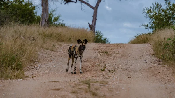 Perro salvaje en la reserva natural privada The Klaserie parte del parque nacional Kruger en Sudáfrica — Foto de Stock