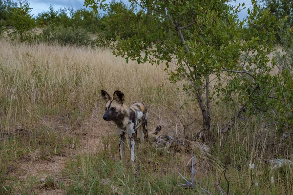 Perro salvaje en la reserva natural privada The Klaserie parte del parque nacional Kruger en Sudáfrica — Foto de Stock