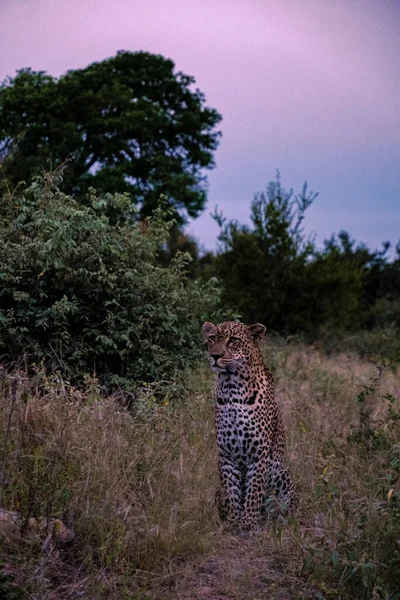 Leopárd naplementekor a Klaserie Privát Természetvédelmi Terület része a Kruger Nemzeti Park SOut Afrika, Leopárd alatt por — Stock Fotó