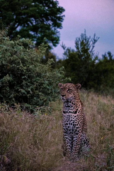 南アフリカのクルーガー国立公園のクラッセリー個人自然保護区の一部で日没中のヒョウ、ほこりの間のヒョウ — ストック写真