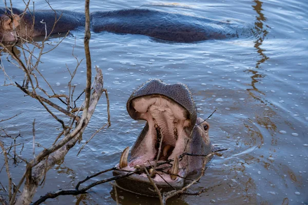 Hroch je polovodní tvor, docela běžný v řekách a jezerech. během dne zůstávají v chladu tím, že zůstanou ve vodě nebo bahně. Hroši vzali u jezera St. Lucia Jižní Africe — Stock fotografie