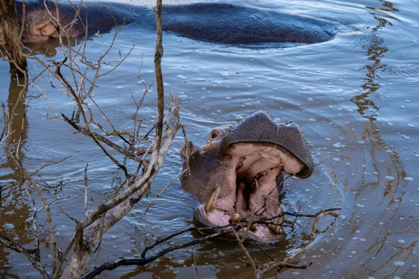 Un ippopotamo è un animale semi-acquatico, abbastanza comune nei fiumi e nei laghi. durante il giorno rimangono freschi rimanendo nell'acqua o nel fango. Ippopotami ha preso al lago di Santa Lucia Sud Africa — Foto Stock