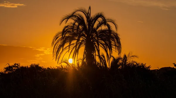 Palmy při západu slunce v St Lucia Jižní Africe — Stock fotografie