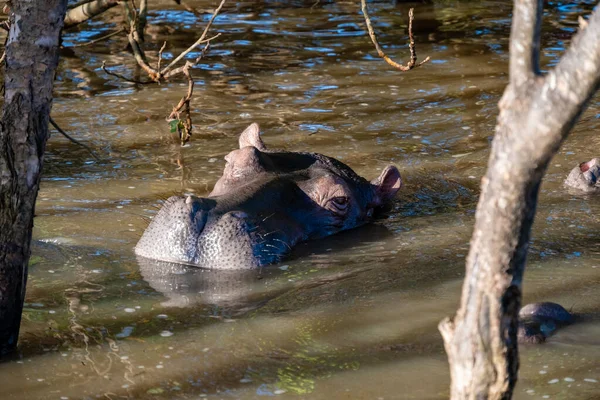 Hroch je polovodní tvor, docela běžný v řekách a jezerech. během dne zůstávají v chladu tím, že zůstanou ve vodě nebo bahně. Hroši vzali u jezera St. Lucia Jižní Africe — Stock fotografie