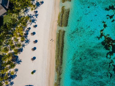 Le Morne plajı Mauritius, Tropikal plaj palmiye ağaçları ve beyaz kum mavisi okyanus ve şemsiyeli plaj yatakları, güneş sandalyeleri ve güneş şemsiyeleri bir palmiye ağacının altında, Le Morne plajı Mauritius 'ta.
