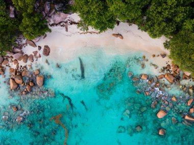 Praslin Seyşeller tropikal adası. Plajları, palmiye ağaçları, Anse Lazio plajı, Palmiye ağacı Anse Lazio, Seyşeller 'deki terk edilmiş tropikal ada rüya plajı.. 