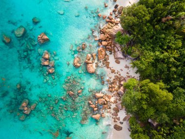 Praslin Seyşeller tropikal adası. Plajları, palmiye ağaçları, Anse Lazio plajı, Palmiye ağacı Anse Lazio, Seyşeller 'deki terk edilmiş tropikal ada rüya plajı.. 