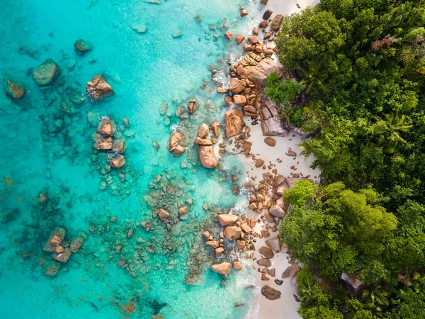 ビーチやヤシの木があるプラスリンセイシェル熱帯島 Anseラツィオビーチ パームツリーは Anseラツィオ セイシェルの無人熱帯島の夢のビーチの上に立っています — ストック写真