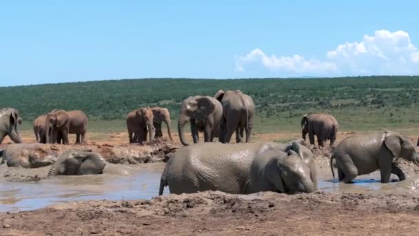 象公園の追加南アフリカ、象公園の象の家族、象はウォータープールで風呂に入る — ストック動画