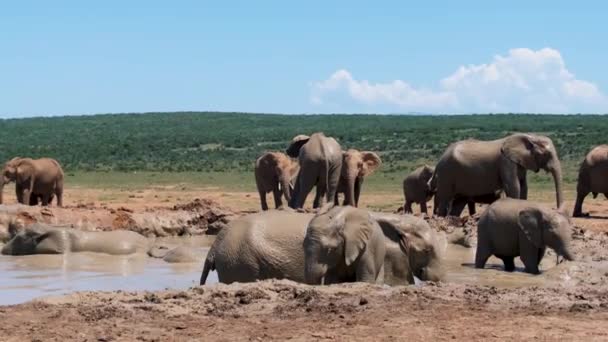 Addo Elephant Park Νότια Αφρική, Οικογένεια του ελέφαντα στο πάρκο addo ελέφαντα, Ελέφαντες λαμβάνοντας ένα μπάνιο σε μια πισίνα νερού — Αρχείο Βίντεο