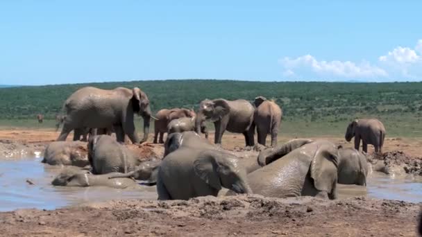 Addo Elephant park Sudáfrica, Familia de elefantes en addo elephant park, Elefantes tomando un baño en una piscina de agua — Vídeos de Stock