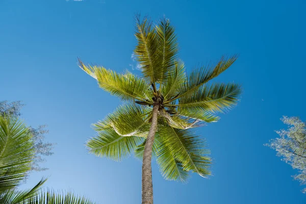 Mahe Seychelles, tropical beach with palm trees and a blue ocean at Mahe Seychelles. palm tree isolated whit blue sky — Stockfoto