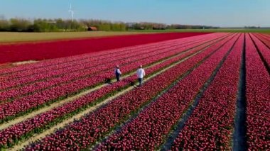 Çiçek tarlasında çift erkek ve kadın, baharda Hollanda 'da lale tarlaları, lale tarlalarının insansız hava aracı görüntüsü, çok güzel renklere sahip güzel renkli lalelerin Drone fotoğrafı.