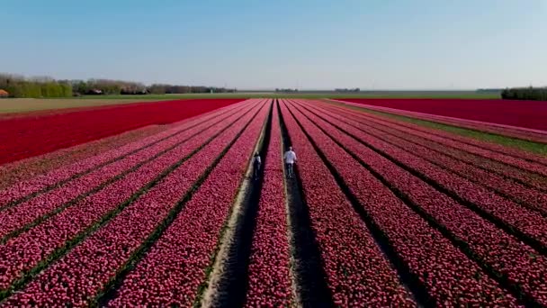 Paar Mann und Frau im Blumenfeld, Tulpenfelder in den Niederlanden im Frühling, Drohnen-Luftaufnahme von Tulpenfeldern, Drohnen-Foto von schön gefärbten Tulpen mit schönen Kontrastfarben — Stockvideo