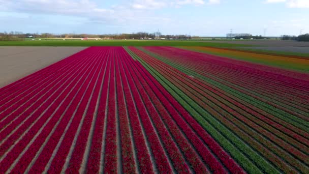 İlkbaharda Hollanda 'daki güzel lale tarlaları, lale tarlalarının insansız hava görüntüsü, çok güzel renklerde ve güzel renklerde lalelerin Drone fotoğrafı. — Stok video