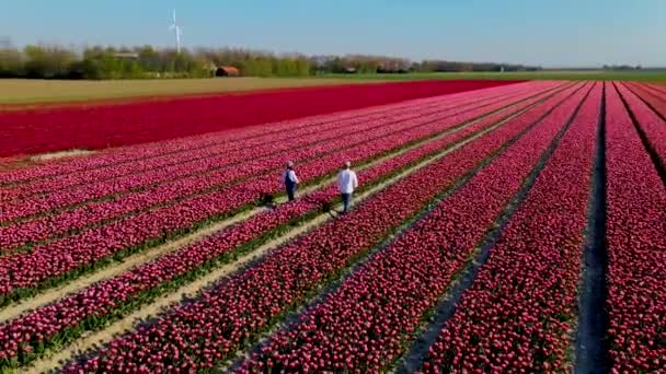 Couple man and woman in flower field, tulip fields in the Netherlands during spring, drone aerial view of tulip fields, Drone photo of beautifully colored tulips with beautiful contrasting colors — Video