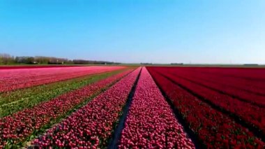 İlkbaharda Hollanda 'daki güzel lale tarlaları, lale tarlalarının insansız hava görüntüsü, çok güzel renklerde ve güzel renklerde lalelerin Drone fotoğrafı.