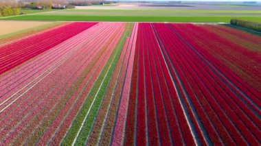 Beautiful tulip fields in the Netherlands during spring, drone aerial view of tulip fields, Drone photo of beautifully colored tulips with beautiful contrasting colors