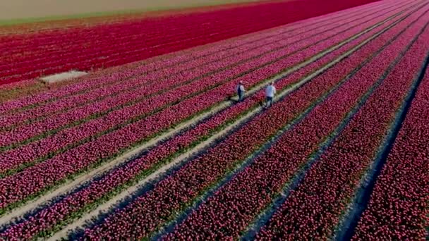 Para mężczyzn i kobiet na polu kwiatów, pola tulipanów w Holandii wiosną, widok z lotu ptaka na pola tulipanów, zdjęcie dronów pięknie kolorowych tulipanów z pięknymi kontrastującymi kolorami — Wideo stockowe