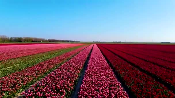 荷兰春天美丽的郁金香地，无人驾驶飞机俯瞰着郁金香地，无人机拍摄着色彩艳丽、色彩艳丽的郁金香 — 图库视频影像