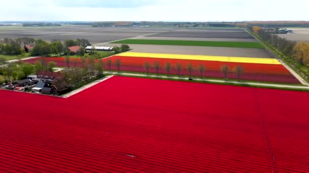 Beautiful tulip fields in the Netherlands during spring, drone aerial view of tulip fields, Drone photo of beautifully colored tulips with beautiful contrasting colors — Wideo stockowe