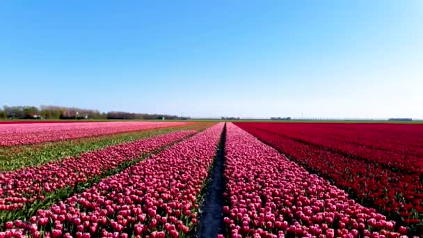 Piękne pola tulipanów w Holandii wiosną, drone widok z lotu ptaka pola tulipanów, Drone zdjęcie pięknie kolorowych tulipanów z pięknymi kontrastującymi kolorami — Wideo stockowe