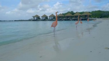 Plajda pembe flamingolu Aruba plajı, Aruba Adası Karayiplerinde flamingo.