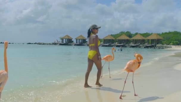 Praia de Aruba com flamingos cor-de-rosa na praia, flamingo na praia na Ilha de Aruba Caribe — Vídeo de Stock