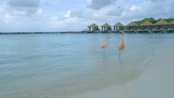 Playa de Aruba con flamencos rosados en la playa, flamenco en la playa en Aruba Island Caribe — Vídeo de stock