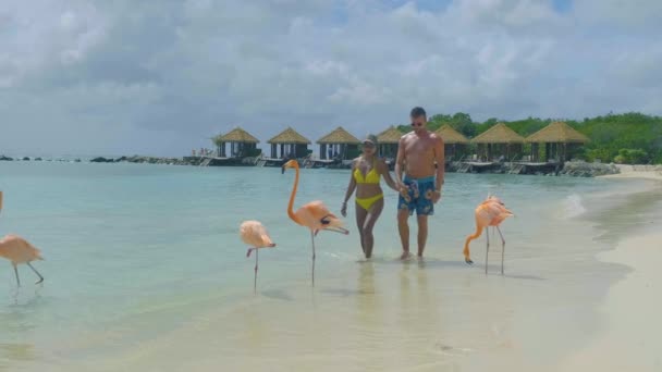 Aruba strand rózsaszín flamingókkal a strandon, flamingó a strandon Aruba sziget Karib-tenger — Stock videók