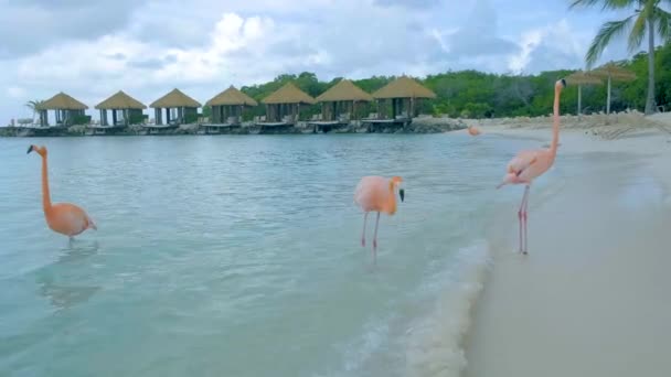 Aruba strand met roze flamingo 's aan het strand, flamingo aan het strand op Aruba Island Caribbean — Stockvideo