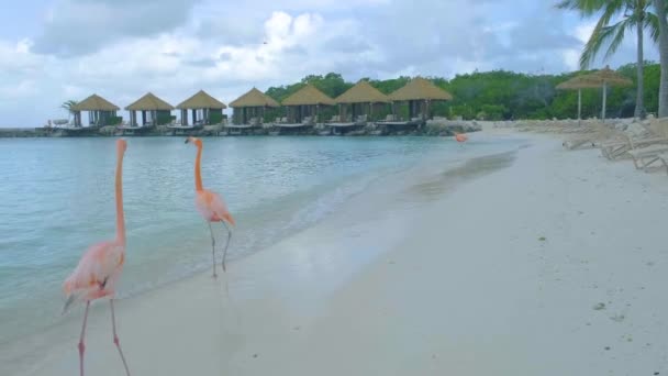 Пляж Арубы с розовыми фламинго на пляже, фламинго на пляже острова Аруба в Карибском море — стоковое видео