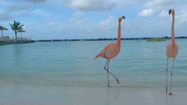 Aruba strand met roze flamingo 's aan het strand, flamingo aan het strand op Aruba Island Caribbean — Stockvideo