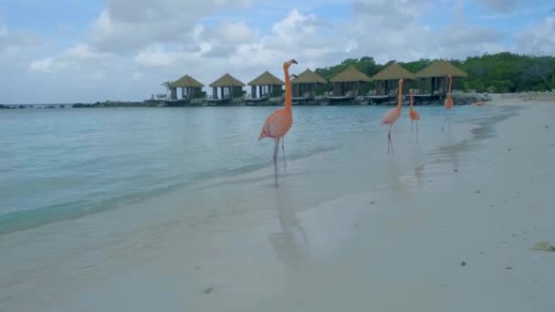 Stranden Aruba med rosa flamingos på stranden, flamingo på stranden i Aruba Island Caribbean — Stockvideo