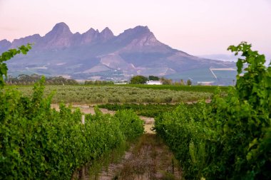 Güney Afrika Cape Town yakınlarındaki Stellenbosch 'ta dağlarla birlikte gün batımında üzüm bağı manzarası