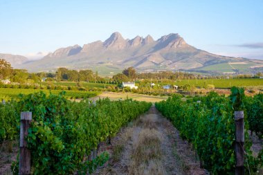 Güney Afrika Cape Town yakınlarındaki Stellenbosch 'ta dağlarla birlikte gün batımında üzüm bağı manzarası