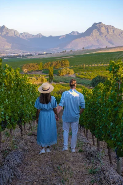 Vineyard landscape at sunset with mountains in Stellenbosch, near Cape Town, South Africa