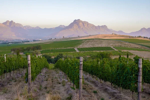 Krajobraz winnicy o zachodzie słońca z górami w Stellenbosch, w pobliżu Kapsztadu, Republika Południowej Afryki — Zdjęcie stockowe