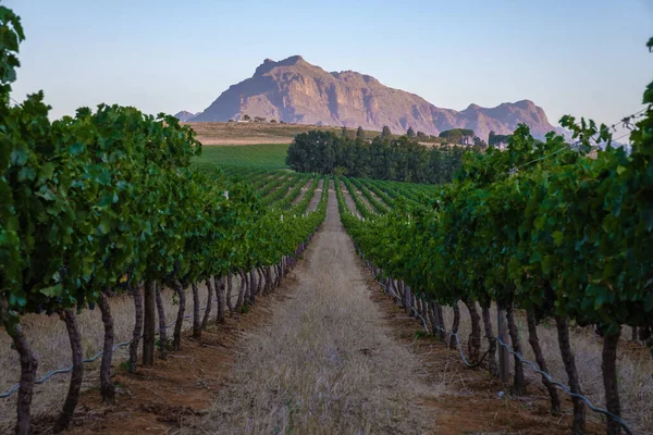 Szőlőültetvény táj naplementekor hegyek Stellenbosch, közel Fokváros, Dél-Afrika — Stock Fotó